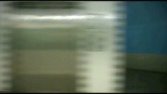 metavassis